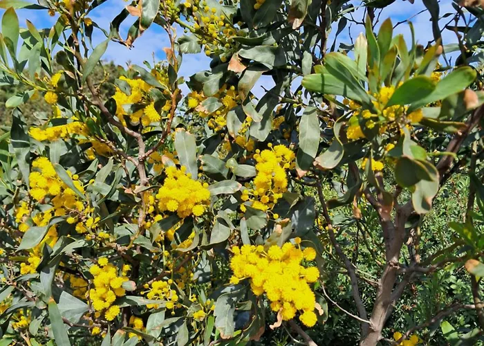 Max House A Un Passo Dal Mare Бадеси